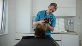 Veterinarian doctor petting a beautiful cat before a health exam in the clinic, medium shot. Pet animals care concept. - Powered by Shutterstock - Get 15% off with code: PIKWIZARD15