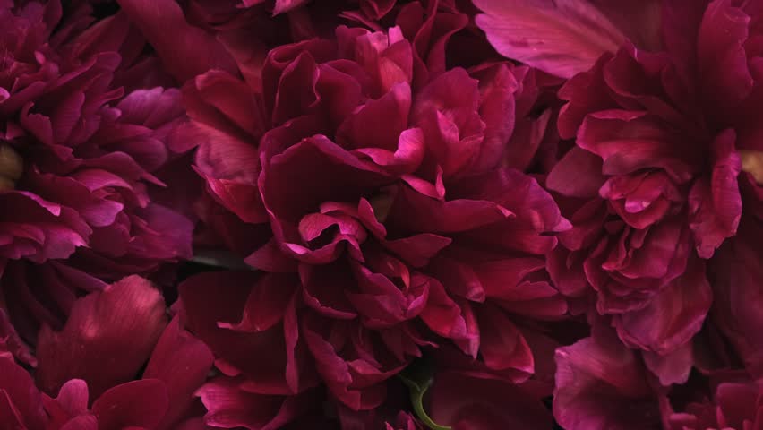 Beautiful Peonies Flowers Spinning. Blooming Peonies Rotation. Floral Pink Background Close-up Slow motion Vertical video