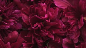 Beautiful Peonies Flowers Spinning. Blooming Peonies Rotation. Floral Pink Background Close-up Slow motion Vertical video - Powered by Shutterstock - Get 15% off with code: PIKWIZARD15