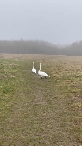 two swans flying away from a pond