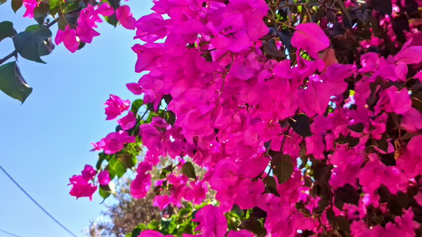 Closeup of pink Bougainvillea Flower shook by breeze in Santorini, Greece - handheld shot