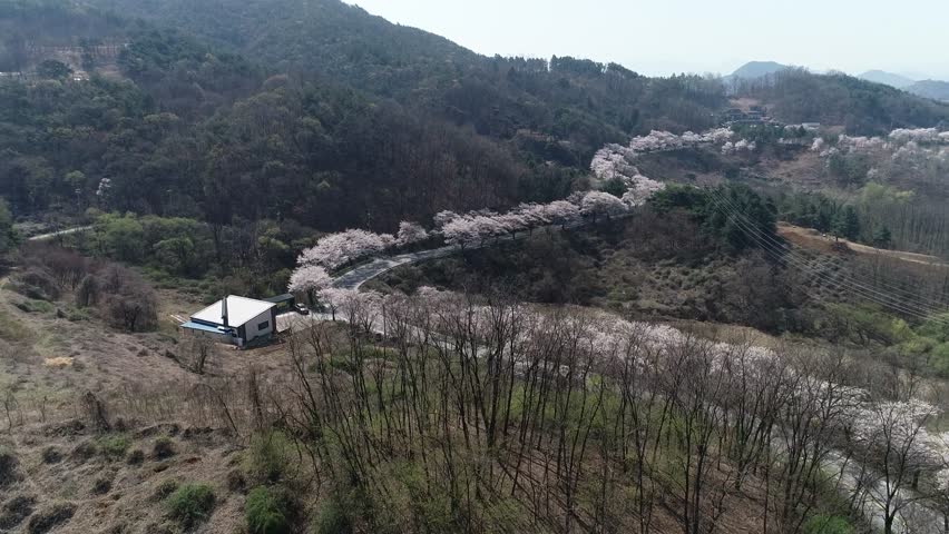 cherry blossom trees blooming on the mountain