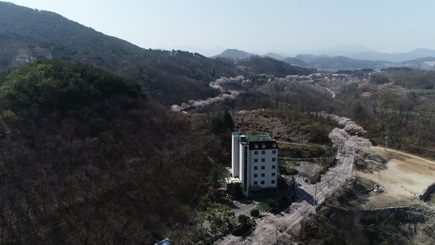 cherry blossom trees blooming on the mountain