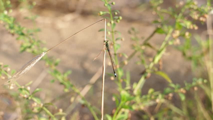 A golden dragonfly rests on a delicate grass stem, illuminated by warm sunlight, creating a serene and natural scene.