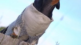 Medieval armored dog on guard: fierce dachshund in chainmail and helmet. - Powered by Shutterstock - Get 15% off with code: PIKWIZARD15