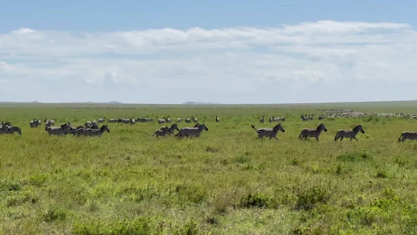 Herd of running Grant's zebras (Equus quagga boehmi) during the Great migration in Serengeti National Park, Tanzania.