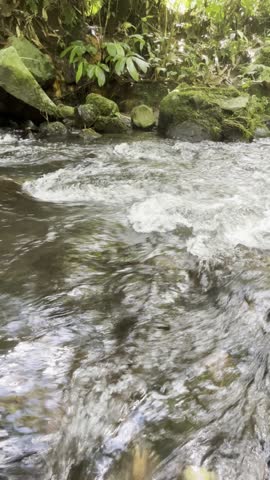 Serene Green Forest River Flowing Through Lush Wilderness