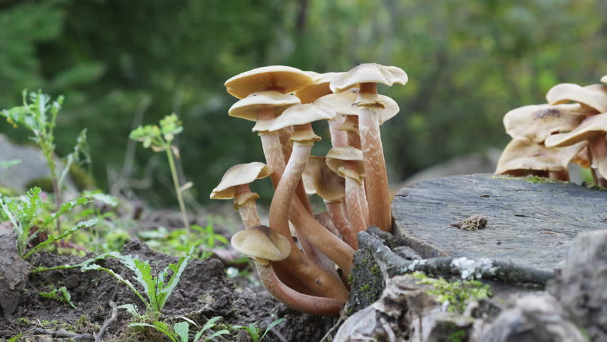 Cluster of small mushrooms with brown caps growing next to old tree trunk