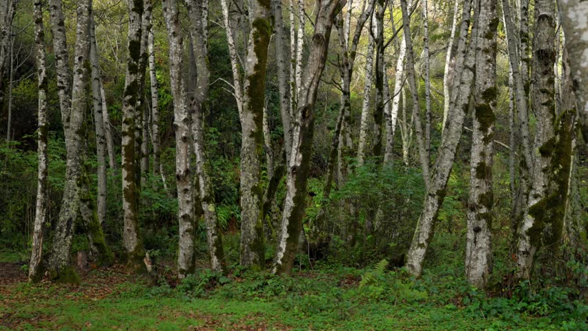 Dense lush green Candelabra Redwood Forest Birch Eucalyptus Trees Lost Coast Trail Northern California USAL Beach Campground Mendocino Sinkyone Wilderness Jones USAL Beach campground nature landscape