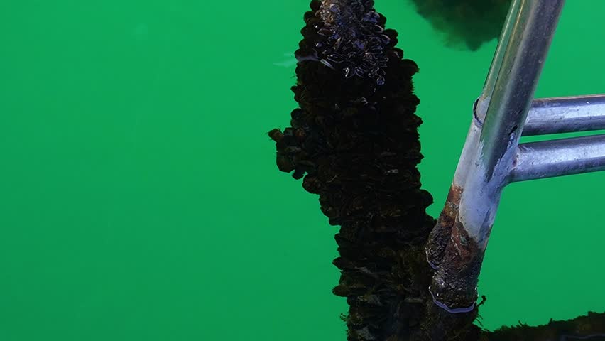 mussels in water attached to a rope seafood