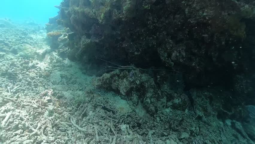 Video of approaching a spiny lobster hiding under a rock.
They can be seen moving their two antennae up and down and left and right on guard.
