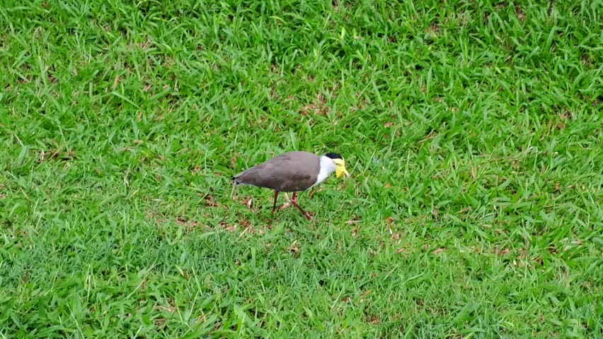 A beautiful view of the masked lapwing plover bird (Vanellus miles) walking on the wet green grass.
