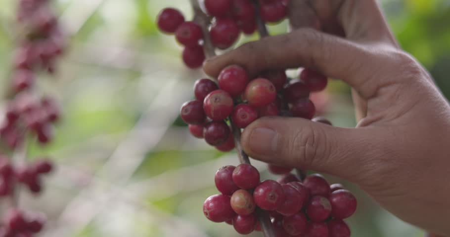 Farmer concept hand harvest ripe coffee seed robusta arabica berry close up fresh green leaf bean picking orange crop red yellow berries raw plant tree farm growth blur background eco organic garden

