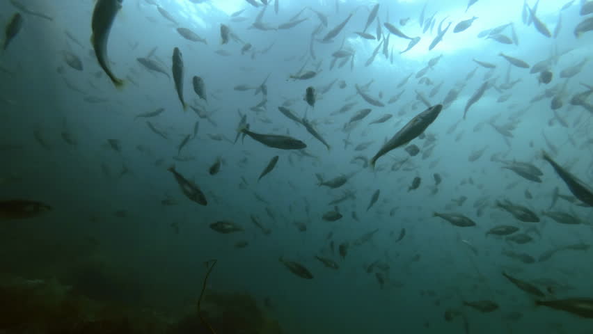 Bottom view on a lots Cod fishes floats in shallow water on shore zone, Slow motion, Close-up