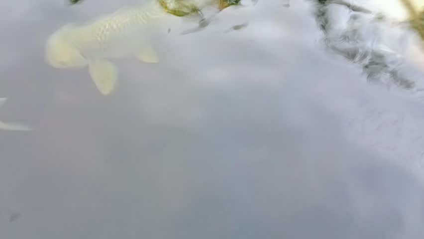 xloseup of beautful koi swim in the pond
