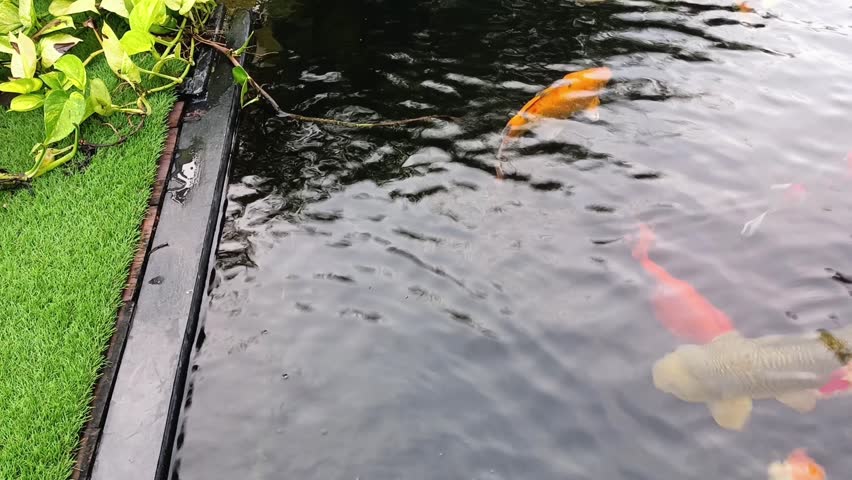 xloseup of beautful koi swim in the pond