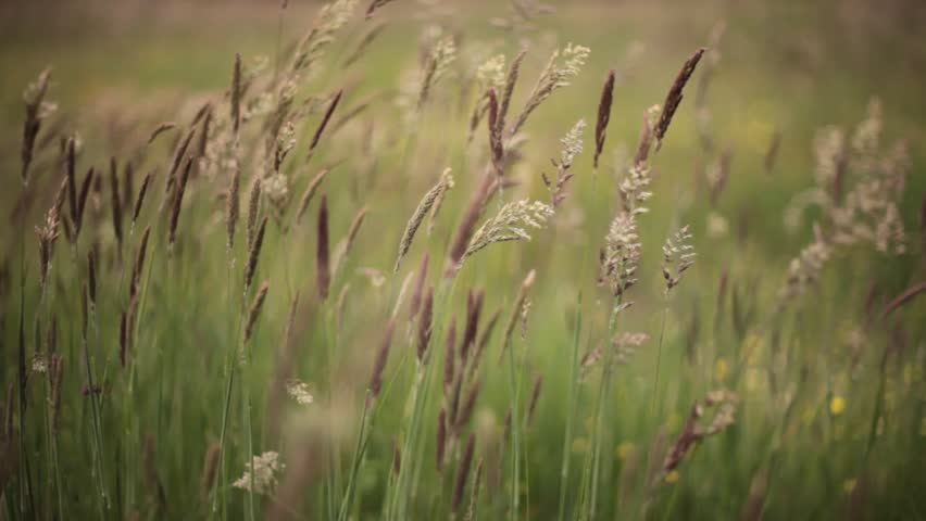 Summer meadow grass swaying in the wind