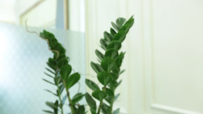 zamioculcas plant, house plant, green leaves, white walls, light interior, potted plant