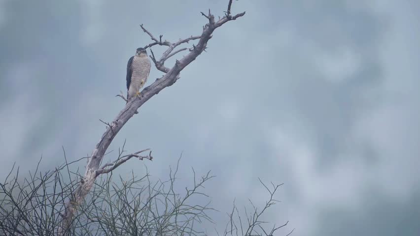 A Sparrow Hawk sits perched on a dead, gnarled tree branch against a misty, overcast backdrop.