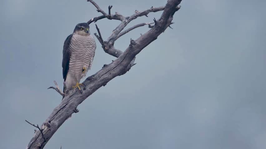 A Sparrow hawk sits perched on a dead, gnarled tree branch against a misty, overcast backdrop.