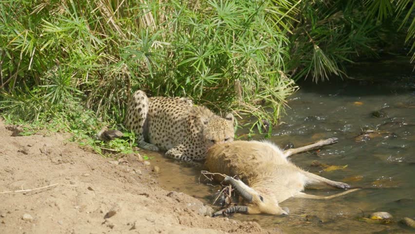 A cheetah eats its kill on a green riverbank in the sunlight, highlighting the natural predator-prey interaction.