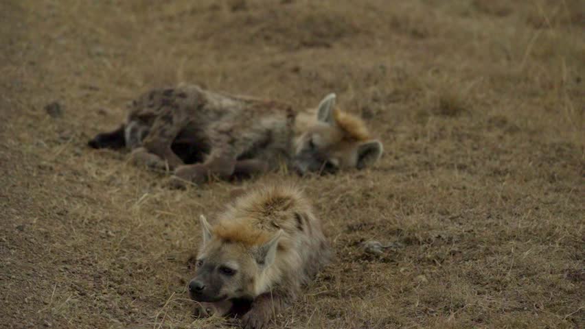 Two hyenas doze lazily in a dusty hole, their ears twitching occasionally in the heat. 🐾