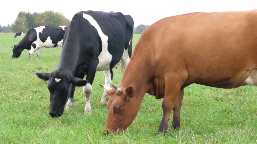 Cows graze in the pasture. Agriculture. Cattle breeding.