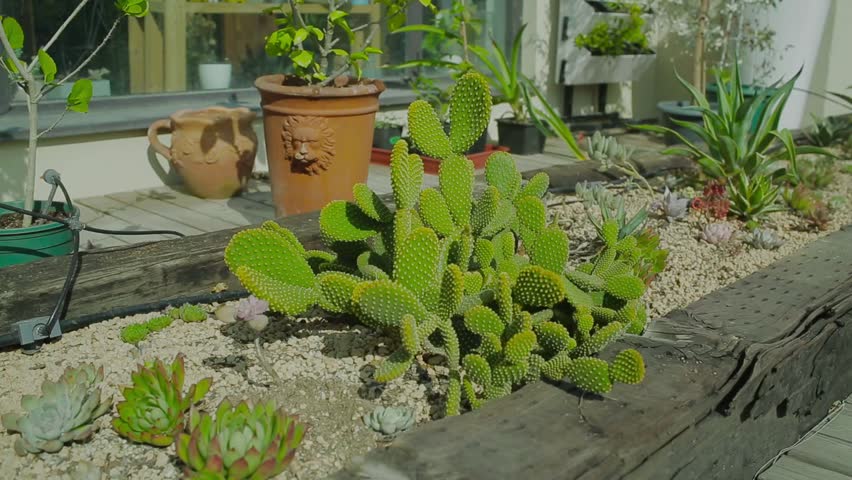 A sunlit desert garden featuring a large prickly pear cactus surrounded by succulents in a raised wooden planter, with terracotta pots and greenery in the background.
