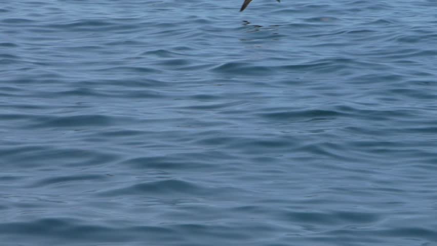 Flying Atlantic Shearwater bird over the tranquil blue waters of Los Organos, Piura