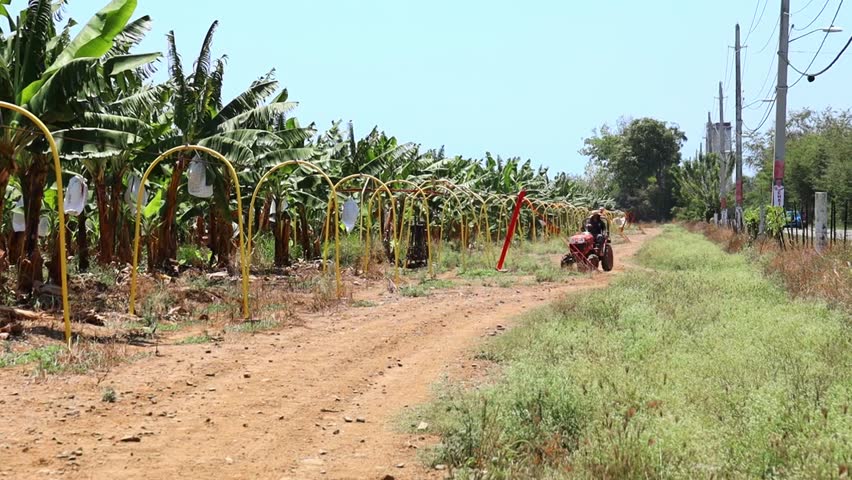 A farmer with a tractor going through the trees in a banana plantation on a sunny day with blue sky
