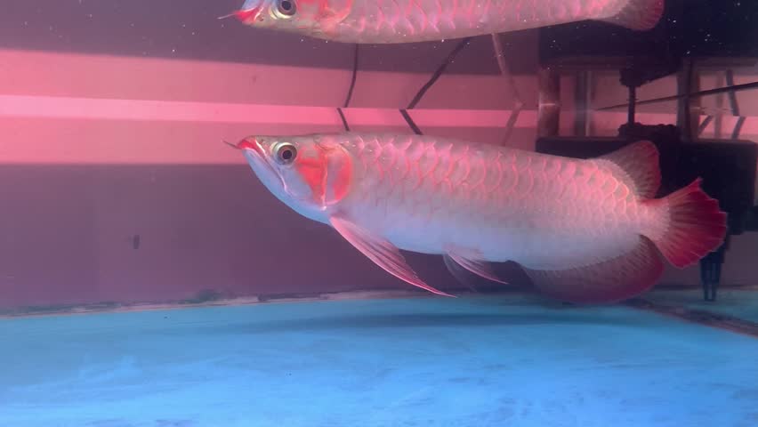The super red arowana fish is endemic to West Kalimantan, Indonesia, which only exists in Indonesian Borneo.