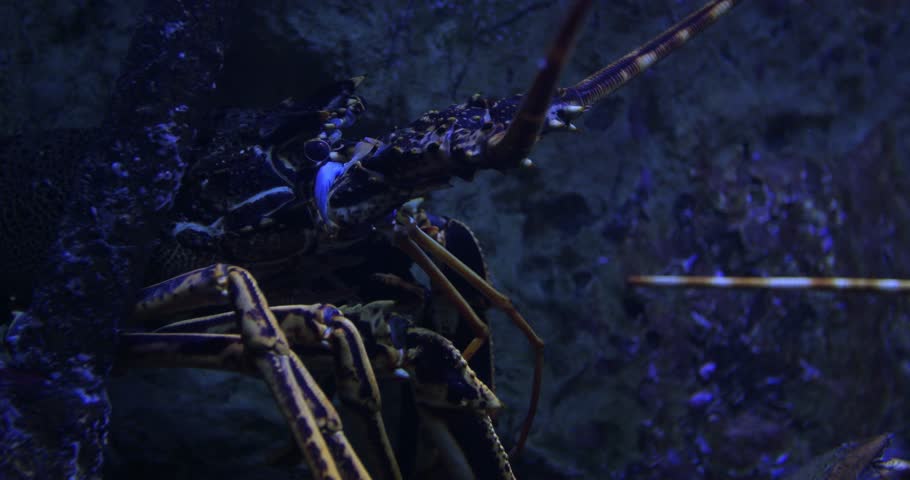 Sea life, spiny lobster at the bottom of the sea sitting on rocks, 4k