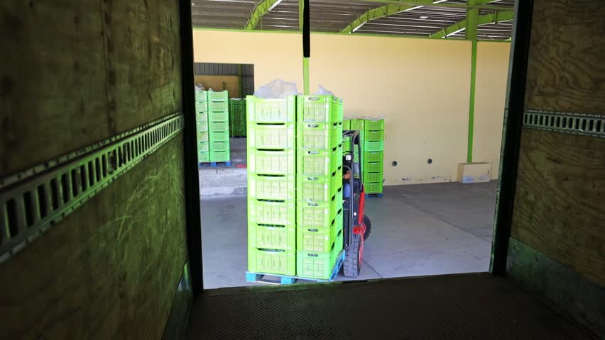 A worker loading container with banana boxes using a pallet truck, the view is from inside the container