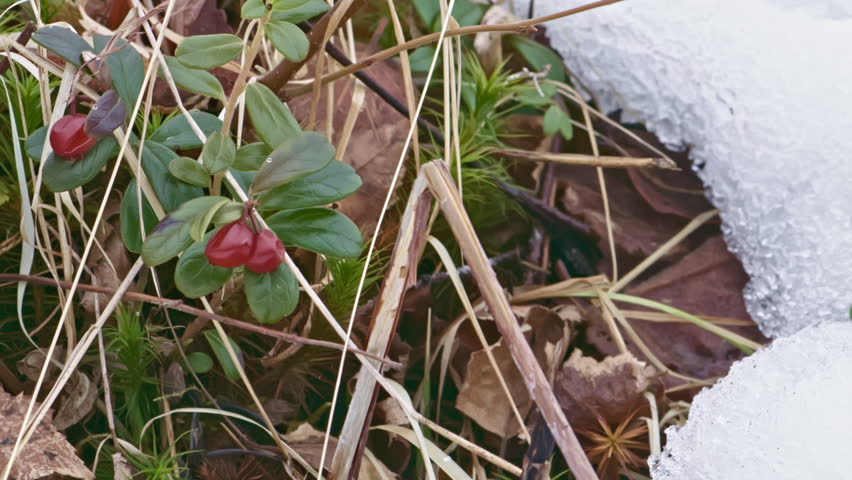 Close-up of early spring plants emerging from melting snow with last year’s lingonberries