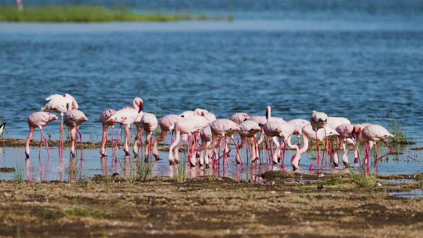 Flamingoes feeding in the lake