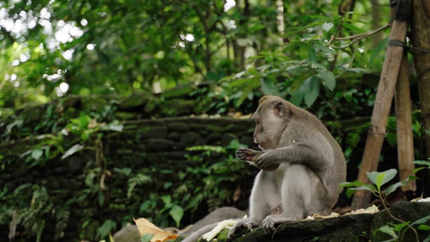 Balinese Long-tailed Monkey Eating At Sacred Monkey Forest Sanctuary In Ubud, Bali, Indonesia. Sideways Shot