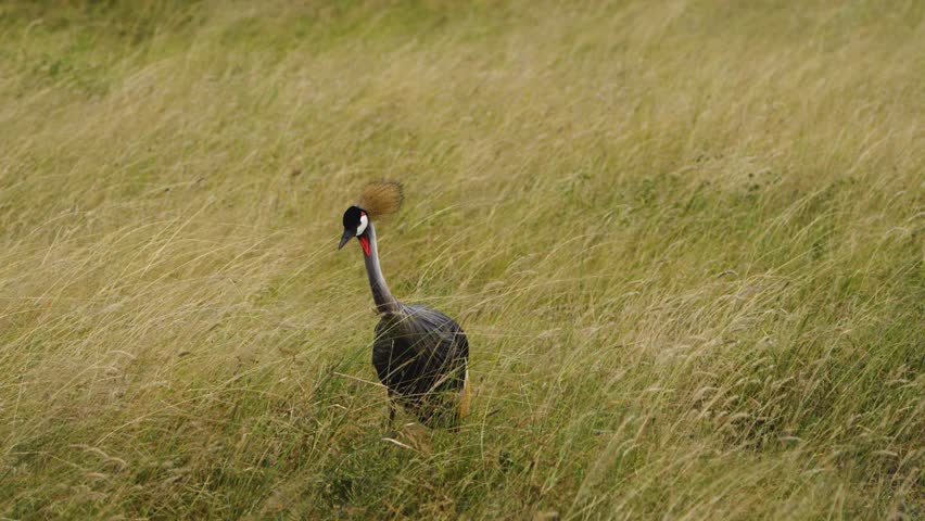 Closeup shot of grey crowned crane