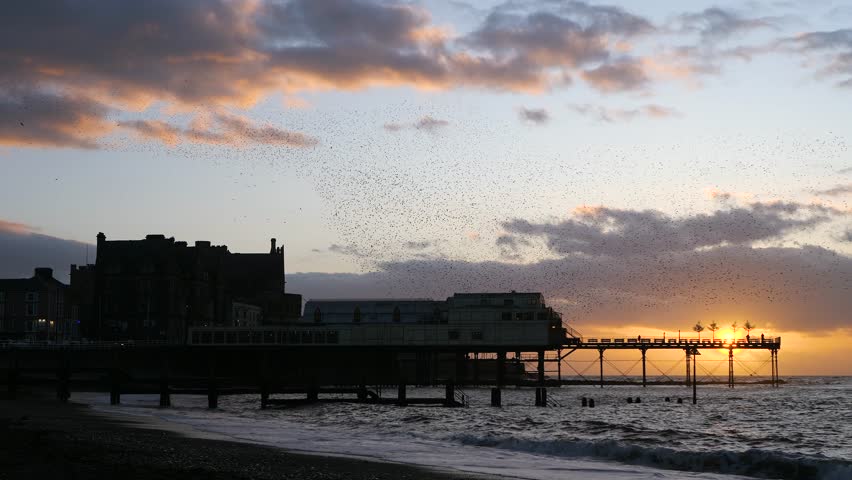 Land footage of thousands of starlings murmurating over Aberystwyth Pier, creating mesmerizing aerial patterns against the coastal sunset in a breathtaking natural spectacle.