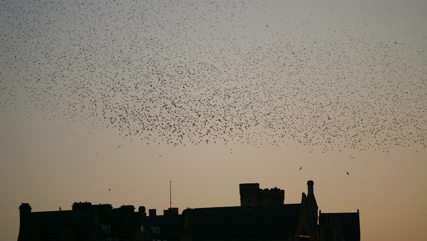 Land footage of thousands of starlings murmurating over the town of Aberystwyth, creating mesmerizing aerial patterns against the coastal sunset in a breathtaking natural spectacle.