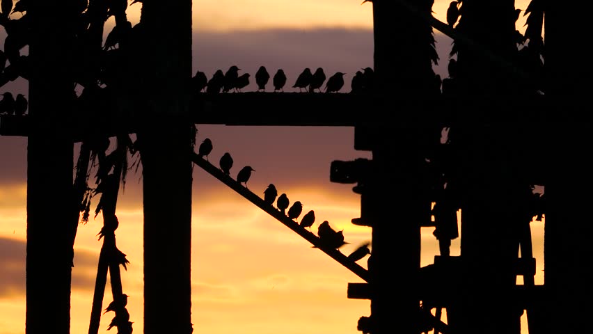 Close up of starlings gathering under Aberystwyth Pier to roost, filling the air with movement and sound as they settle for the night in a mesmerizing wildlife spectacle along the Welsh coast.