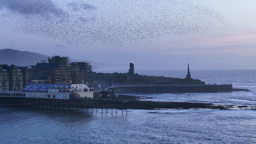 Stunning drone footage of thousands of starlings murmurating over Aberystwyth Pier, creating mesmerizing aerial patterns against the coastal sunset in a breathtaking natural spectacle.
