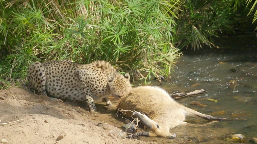 A cheetah feasts on its prey beside a lush riverbank, bathed in sunlight