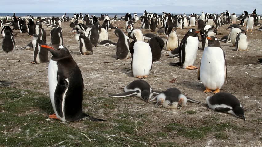 Gentoo penguin colony, Falkland Island