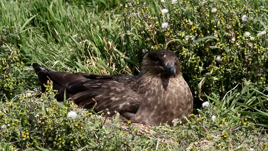Brown Skua nesting, Falkland Island