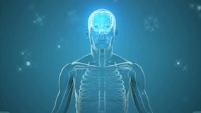Animation of human skeleton with glowing brain and spine on blue background. Anatomy, neuroscience, medical, biology, illustration, diagnostics - Powered by Shutterstock - Get 15% off with code: PIKWIZARD15