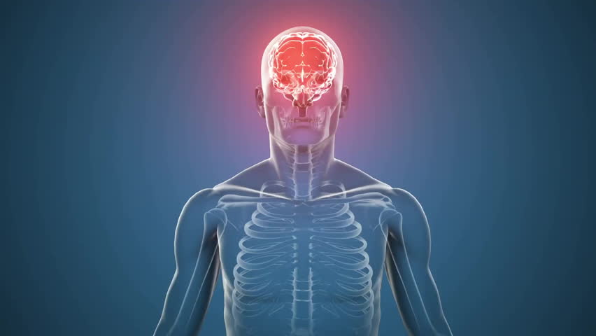 Animation of brain highlighted in human anatomy, surrounded by school math equations. Neuroscience, education, cognitive, mathematics, intelligence, learning - Powered by Shutterstock - Get 15% off with code: PIKWIZARD15