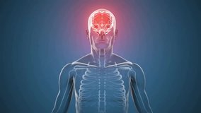 Animation of brain highlighted in human anatomy, surrounded by school math equations. Neuroscience, education, cognitive, mathematics, intelligence, learning - Powered by Shutterstock - Get 15% off with code: PIKWIZARD15