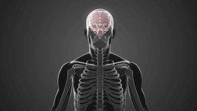 Animation of human skeleton with brain and math equations in school setting. Anatomy, mathematics, education, science, learning, biology - Powered by Shutterstock - Get 15% off with code: PIKWIZARD15