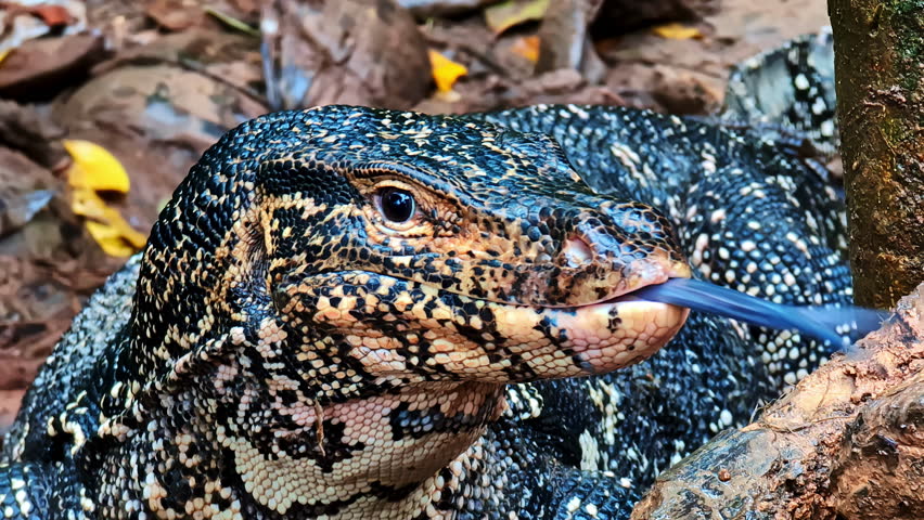 Komodo dragon in wild nature, close up motion view