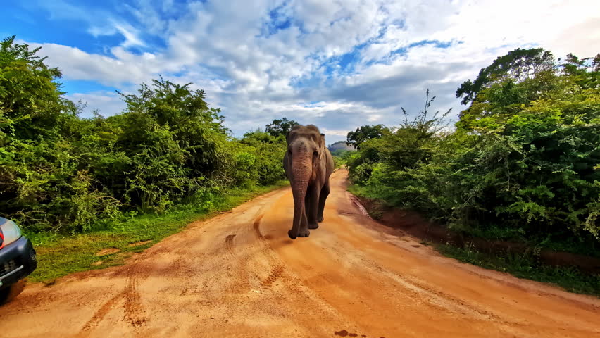 Huge elephant walking on dirt road in Sri Lanka, front view